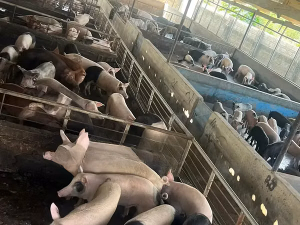 Pigs (batch, sex not specified),  — Ghana
