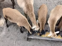 公羊, Cameroon sheep — 照片 1