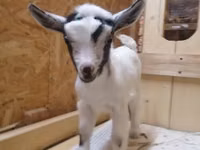 عنزة, Australian Miniature goats — الصورة 2