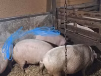 Schweine (Partie, Geschlecht nicht angegeben) — Foto 3