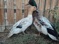 Ducks — Foto 2