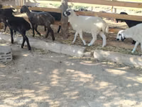 Sheep (batch, sex not specified), Sheep — photo 4