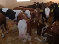 公牛, Simmental cattle — 照片 1