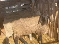 मेढ़ा, Tsigai sheep — फ़ोटो 2