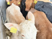 牛只（批次，未指定性别）, Simmental cattle — 照片 7