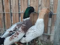 Ducks — Foto 3
