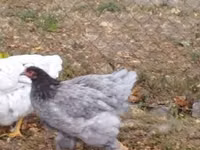 Brahma — foto 8