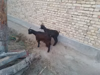Goats (batch, sex not specified), Goats — photo 2