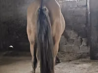 Hengst, Mugalzhar horse — Foto 4
