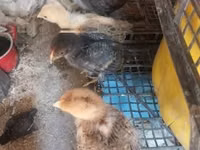 Chickens — Foto 8