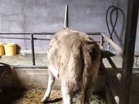 भेड़, Dala sheep — फ़ोटो 4