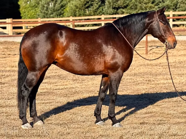 Mare, Horses