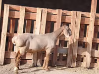 Carnero, Rhon sheep — foto 2