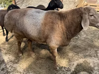 Ram, Arashan sheep — photo 2