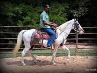 公马, National Show Horse — 照片 6