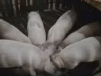公猪, Pigs — 照片 2