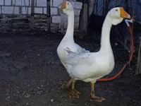 Geese — फ़ोटो 5