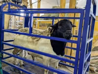 Sheep, Edilbay sheep — photo 4