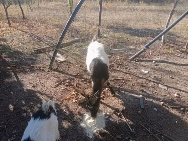 Billy Goat, Goats