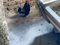 Chickens — फ़ोटो 1