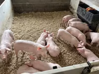 猪（批次，未指定性别）, Pigs — 照片 8