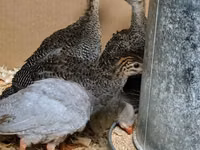 Guinea fowl — Foto 2