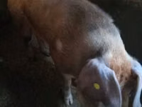Boar — photo 2