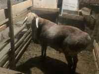母羊, Arashan sheep — 照片 5