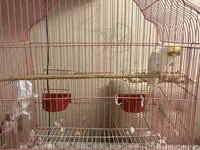 Quş qəfəsi – geniş və rahat model - Material: metal barmaqlıqlar — फ़ोटो 1