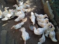 Ducks — Foto 6