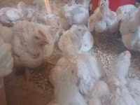 Chickens — الصورة 3