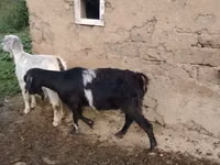 Goat, Goats — photo 1