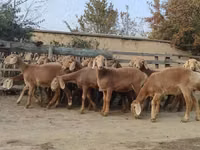Sheep, Arashan sheep — photo 1
