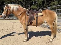 Yegua, Haflinger — foto 4