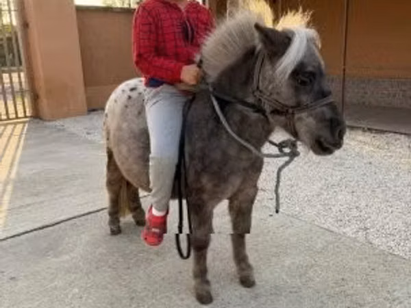 Hengst, Falabella