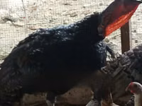 Turkeys — photo 2
