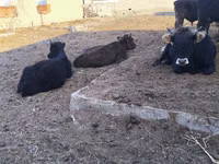 Bulle, Russian Black pied cattle — Foto 2