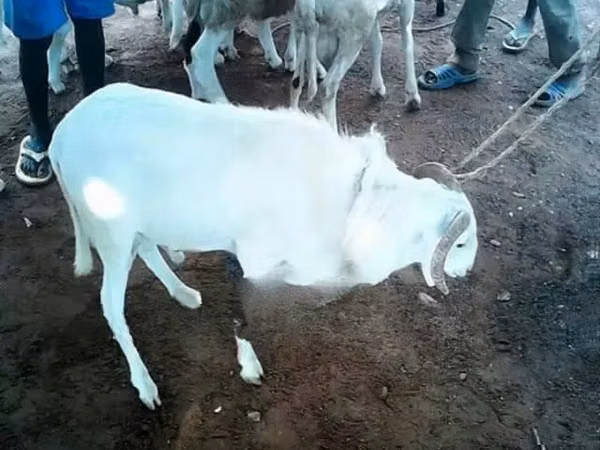 Ram, Sheep