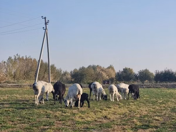 Sheep (batch, sex not specified), Sheep