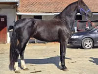 Mare, Dutch warmblood horse — photo 1