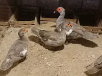 Ducks — foto 6