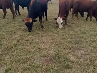 Toro, Swiss cattle — foto 1