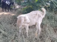 عنزة, Nubian Goat — الصورة 6