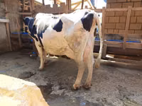 母牛, Holstein breed — 照片 1