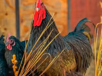 Australorp — photo 6