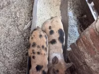 خنازير (دفعة، الجنس غير محدد), الخنازير — الصورة 1