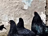 Chickens — photo 4