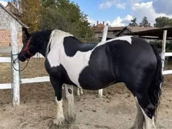 Stute, Gypsy horse