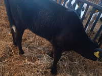 Cow, Limousin cow — photo 5