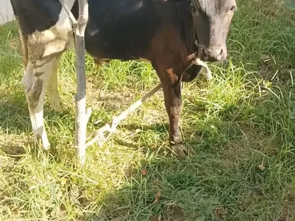 सांड, मवेशी